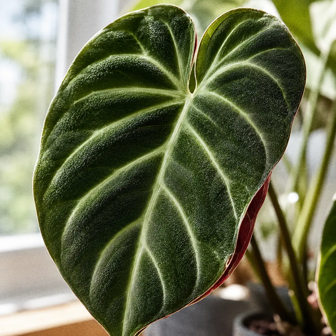 A macro close-up of a Philodendron Verrucosum leaf showing the deep green velvety surface with pale green vein tracks and the wine red underside catching backlight