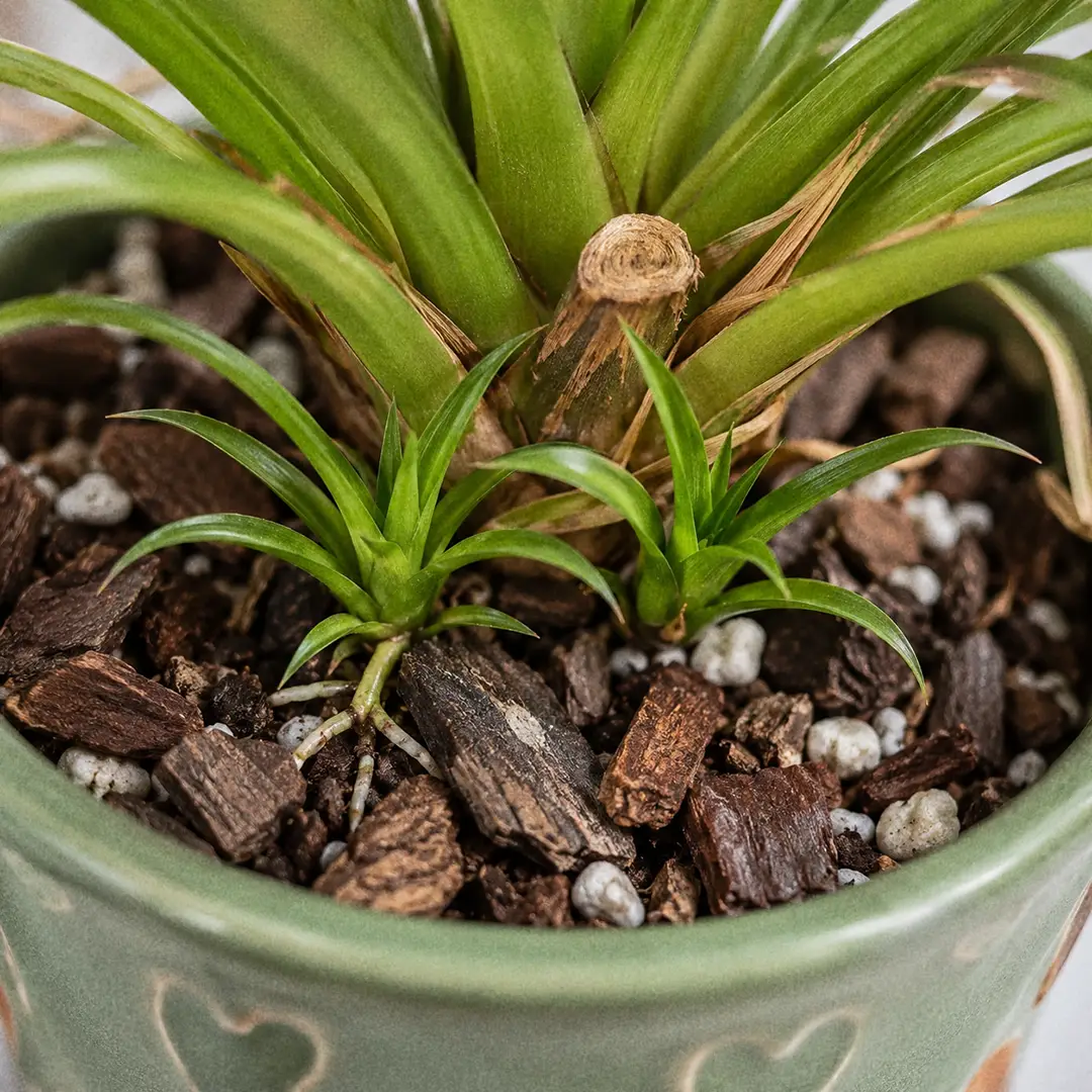 A macro close-up of the base of a Pink Quill Plant showing two small green pups with narrow arching leaves emerging beside the fading mother rosette in a chunky bark mix