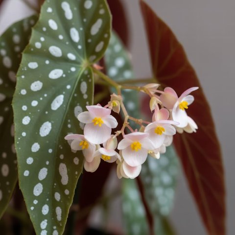 A close-up of the delicate white flower clusters of a blooming Polka Dot Begonia