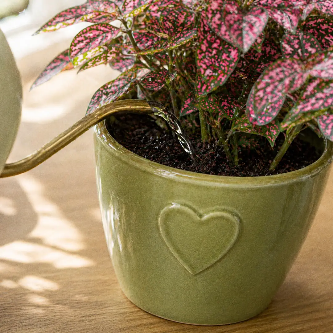 A slender-spouted watering can pouring water gently into the soil of a Polka Dot Plant in a green ceramic pot with a heart motif, water visibly darkening the soil surface, bright indirect light in the background