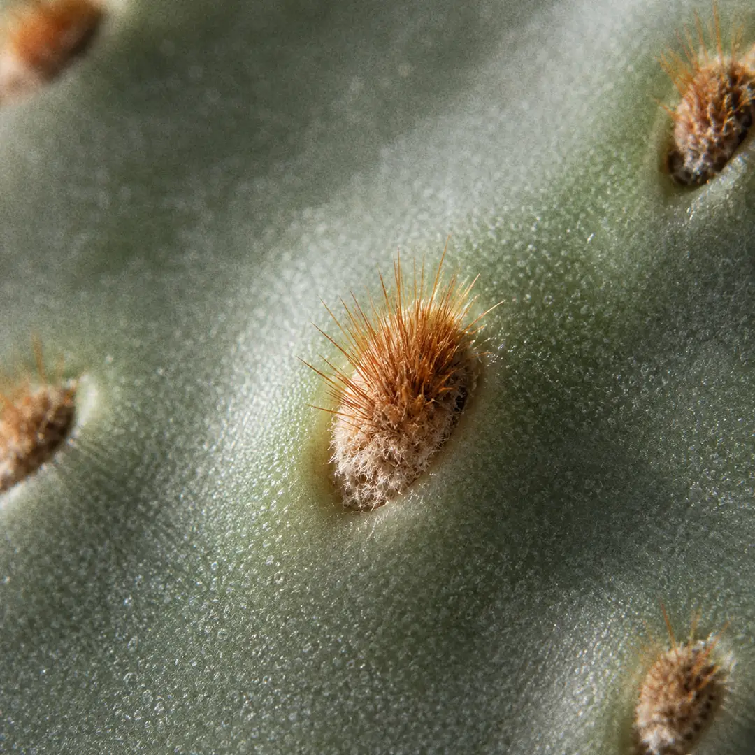 An extreme macro close-up of a single areole on a smooth blue-green Prickly Pear pad, showing a dense tuft of tiny hair-like reddish-brown glochids emerging from the felted pad surface, sharply focused with the rest of the pad blurred