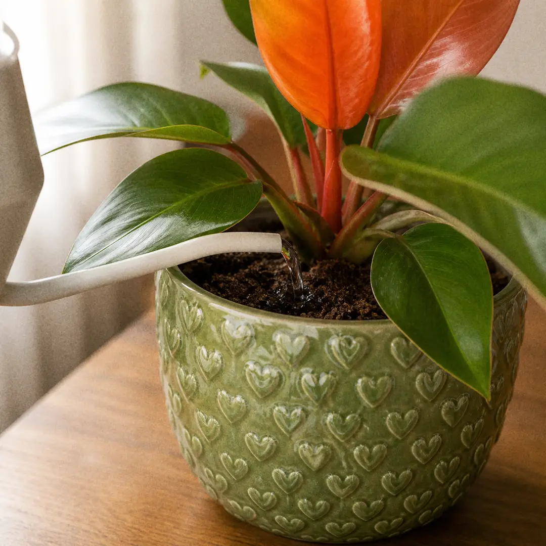 A close-up of a slender-spouted watering can pouring water at the soil line of a Prince of Orange Philodendron in a green ceramic pot with a heart motif, with droplets visible on the soil surface