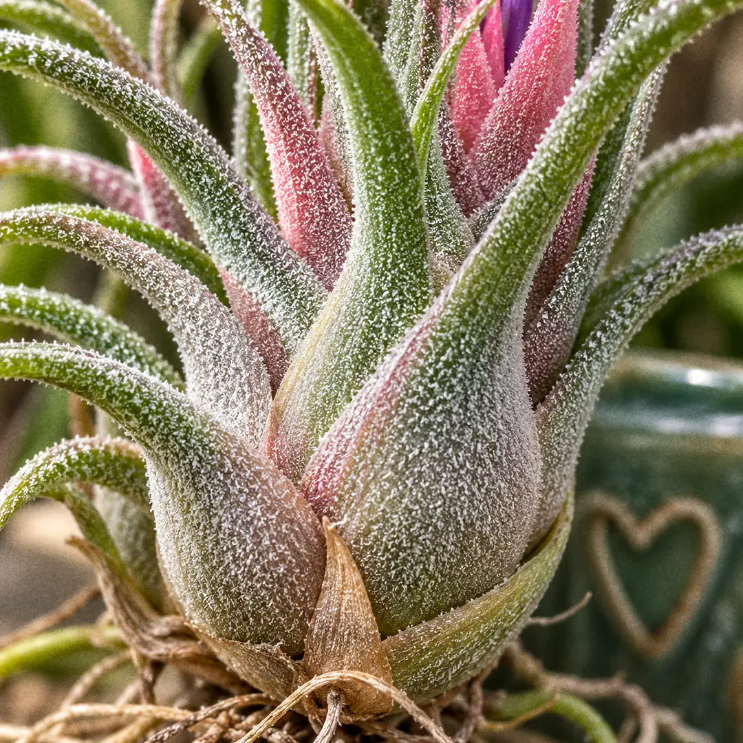 A macro close-up of a Pruinosa Air Plant leaf and bulb covered in dense silver-white fuzzy trichomes over a green and purple leaf surface, with soft window light catching the fuzz