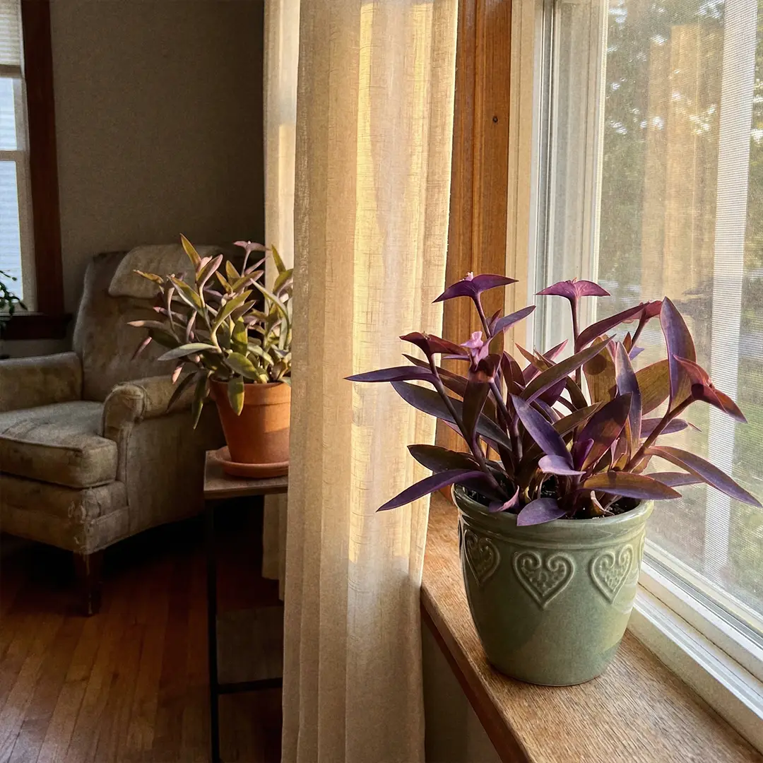 Illustrated light guide for Purple Heart plant showing ideal placement near a bright east or south-facing window with some gentle direct sun and vivid purple leaf color.