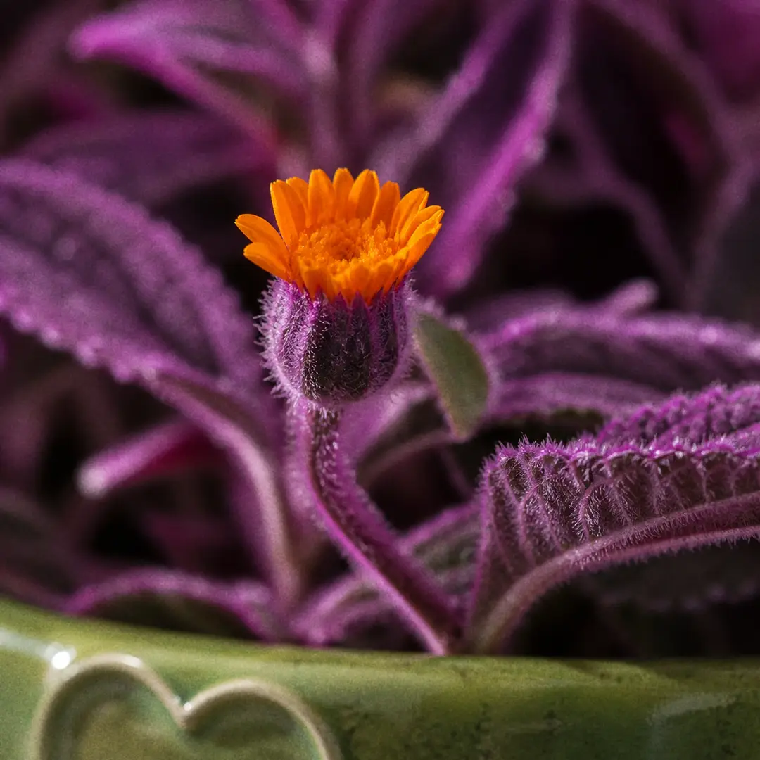 Macro close-up of a Purple Passion flower bud opening to a small bright orange daisy-like composite bloom on a fuzzy purple stem, soft natural light, out-of-focus violet foliage in the background