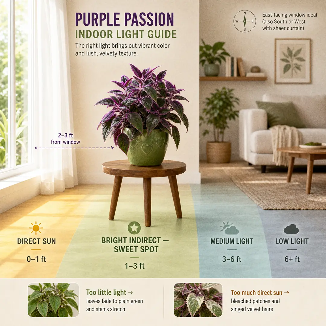 Illustrated indoor light guide showing a Purple Passion plant in a green ceramic pot with a heart motif placed in the bright indirect zone 2-3 feet from an east-facing window, with labeled light zones, distance markers, sheer curtain, and small thumbnails showing too-little-light fading and too-much-sun scorching