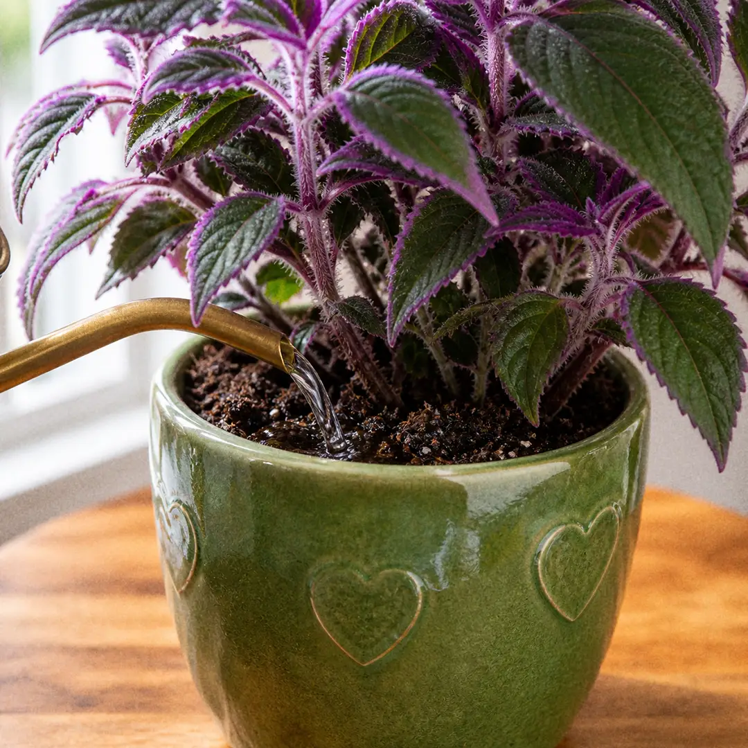 A slender-spouted watering can pouring water gently onto the soil surface of a Purple Passion plant in a green ceramic pot with a heart motif, water visibly darkening the soil, leaves kept dry, soft natural light from a window