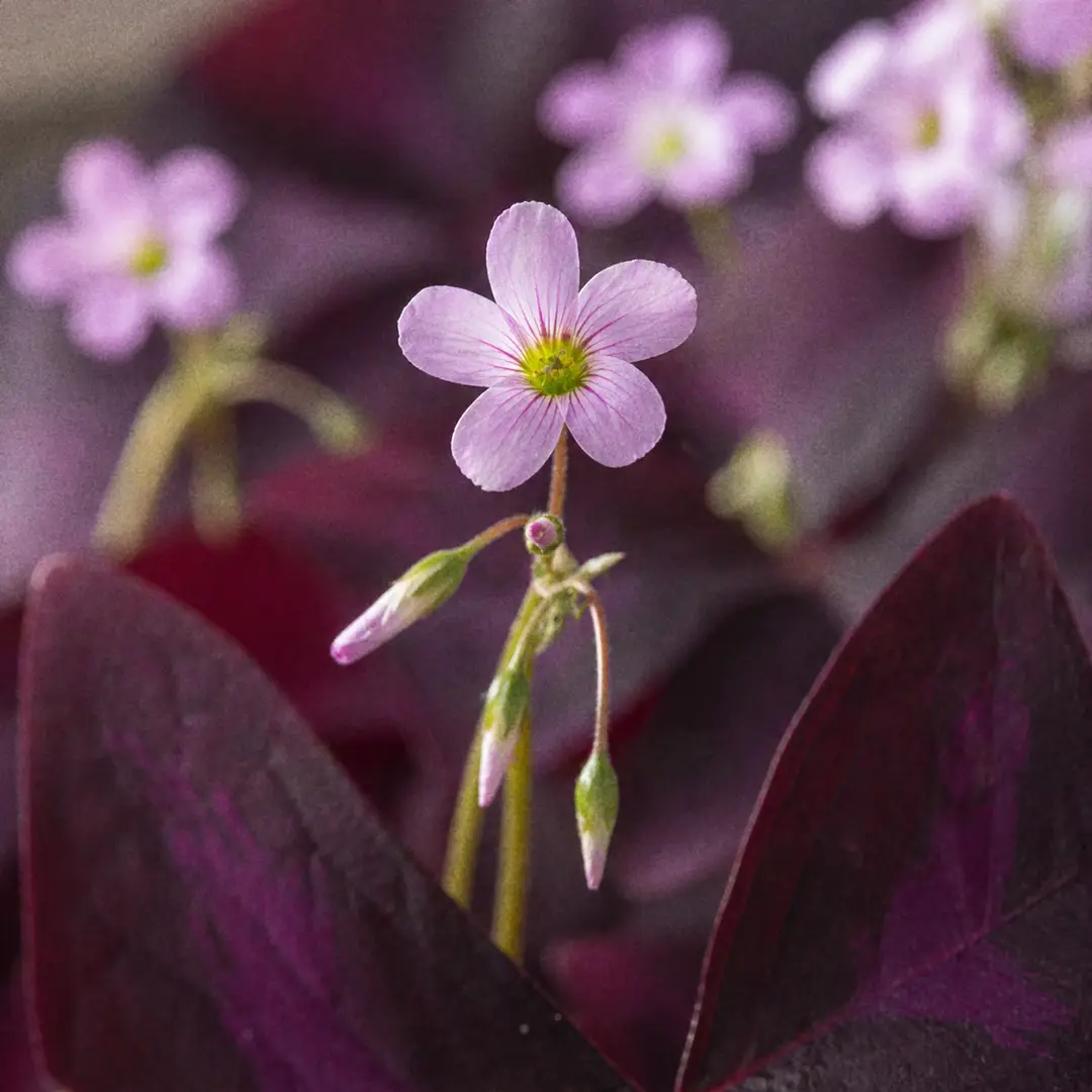 Macro close-up of Purple Shamrock flowers: small five-petaled pale pink blooms on slender stalks rising above triangular burgundy leaves, with one open flower in sharp focus and others softly blurred behind