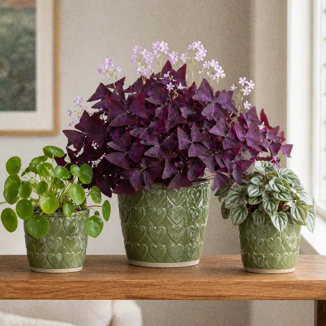 A styled home scene with a mature Purple Shamrock in a green ceramic pot with a heart motif on a wooden shelf, paired with a small Pilea Peperomioides and a silver-leaved Peperomia in matching pots, soft natural light from a nearby window highlighting the burgundy foliage