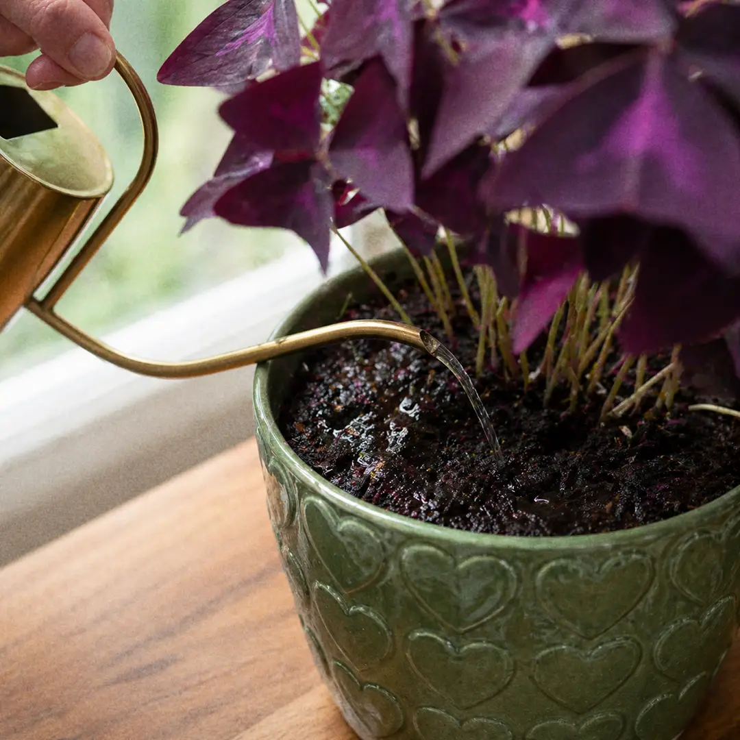 Close-up of a hand watering a Purple Shamrock at soil level from a slender-spouted brass watering can, water glistening on the dark soil with the burgundy triangular leaves in soft focus above