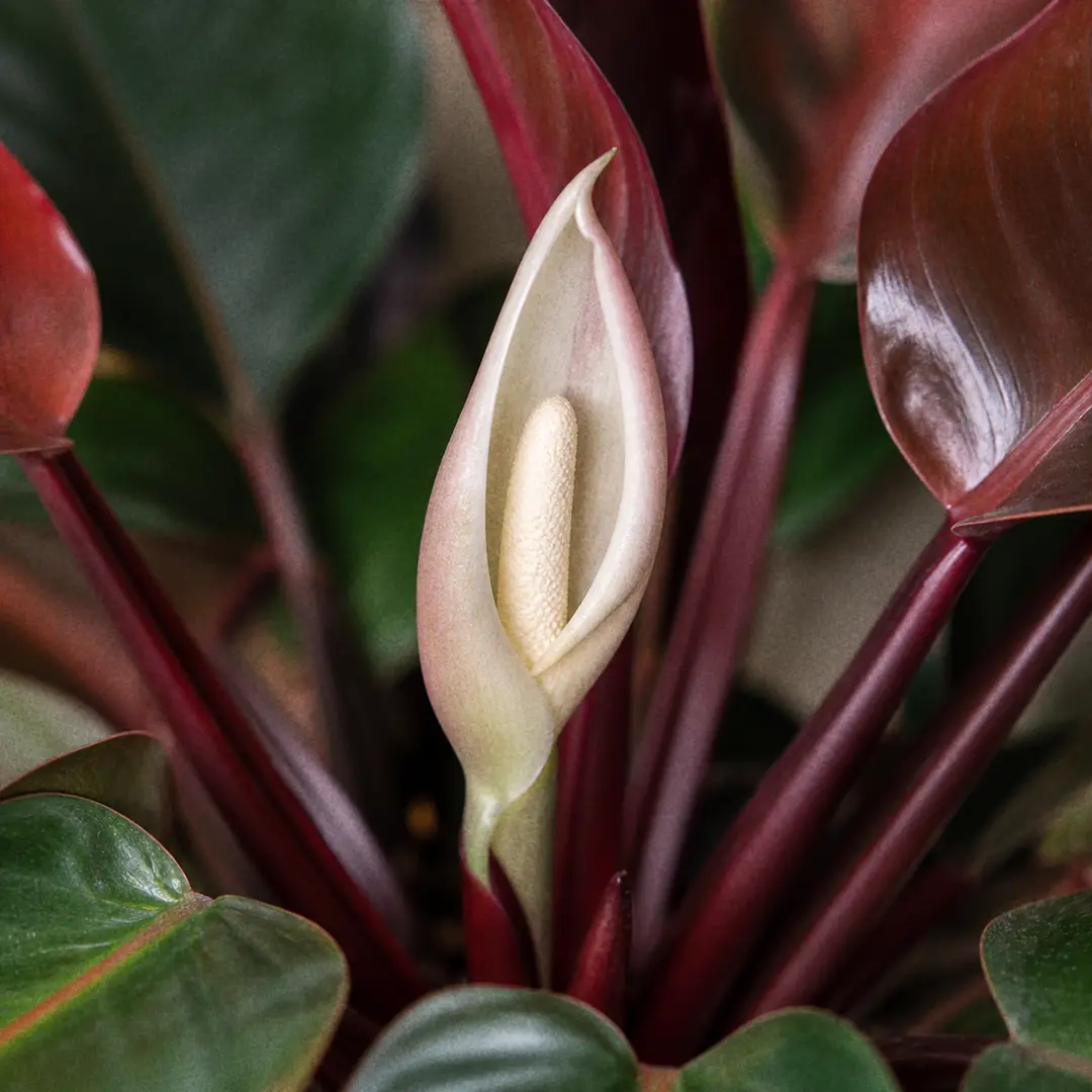 Macro close-up of a rare Rojo Congo Philodendron inflorescence with a pale greenish-pink spathe wrapping a cream spadix, set against blurred dark burgundy and glossy green foliage