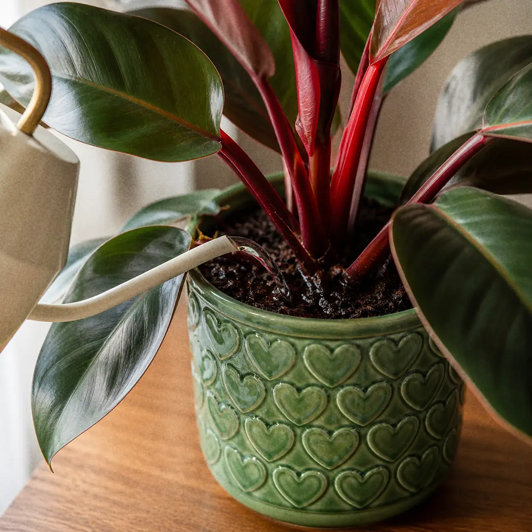 A close-up of a slender-spouted watering can pouring water at the soil line of a Rojo Congo Philodendron in a green ceramic pot with a heart motif, with droplets visible on the soil surface
