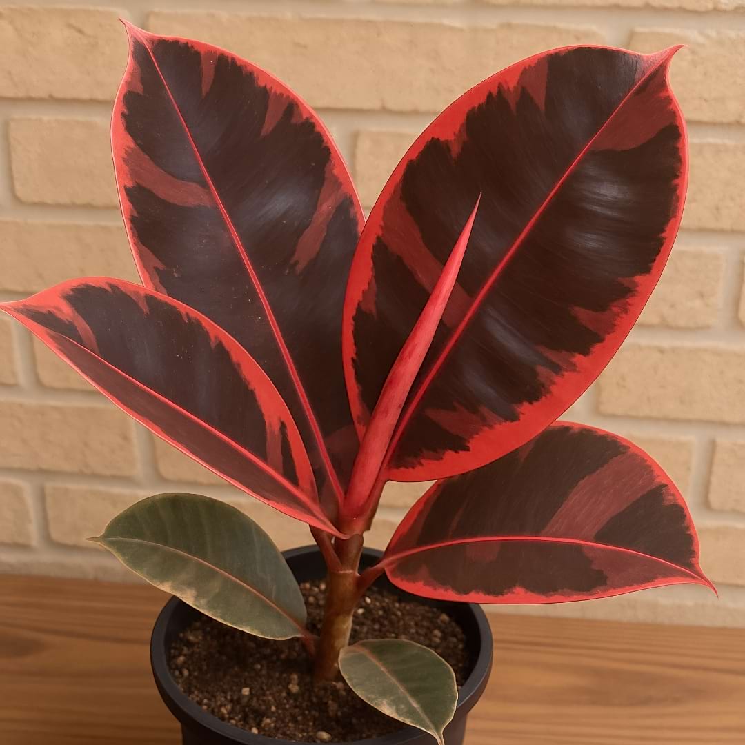 A vibrant close-up of a Ficus elastica 'Ruby' leaf, with dramatic pink, red, and dark green variegation.