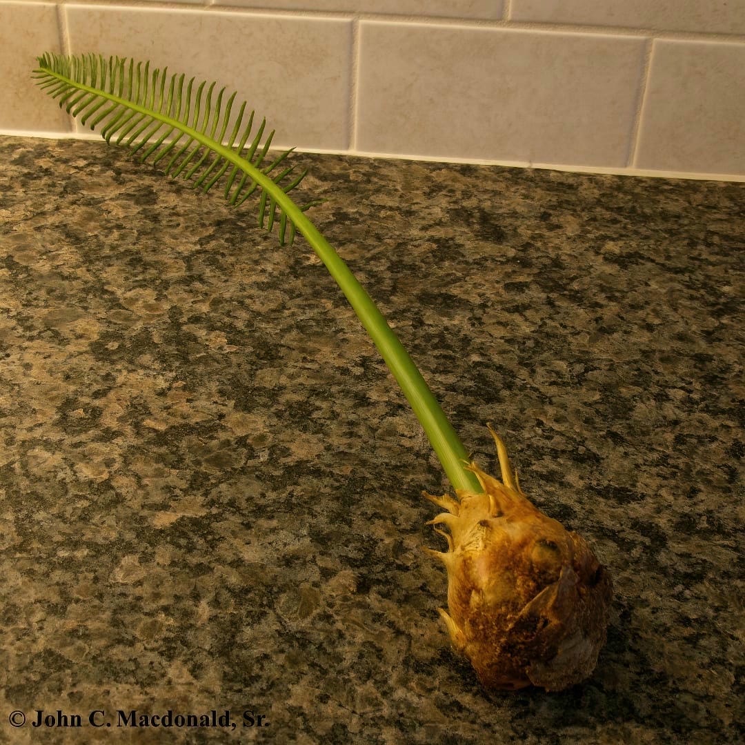 A close-up of the base of a Sago Palm's trunk, showing several small pups.