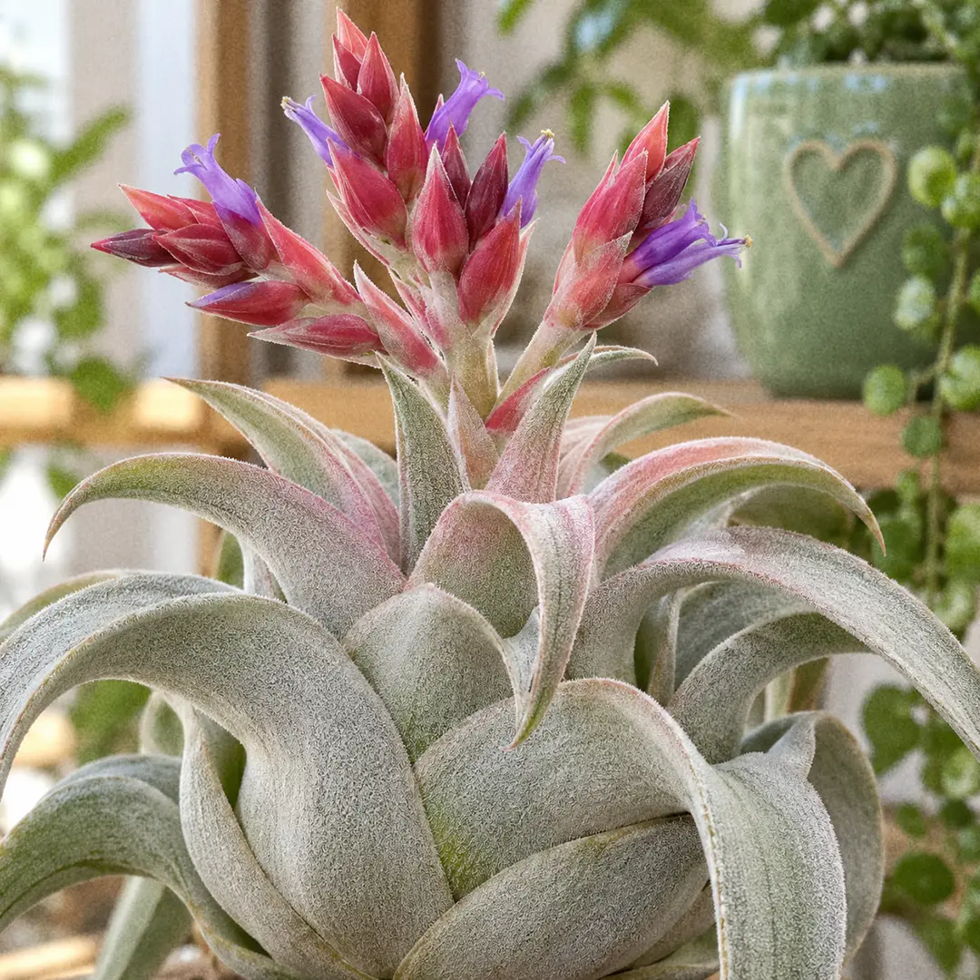 A close-up of a blooming Seleriana Air Plant with a short branched flower spike rising from the center of its fuzzy silver-grey bulb, the arms covered in red to rose-pink bracts with small tubular purple flowers opening, and a green ceramic pot with a heart motif softly blurred in the background