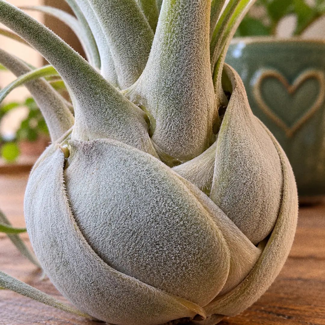 A macro close-up of the base of a Seleriana Air Plant showing the large, rounded pseudobulb formed by broad, spoon-shaped overlapping leaf bases, a dense velvety coat of silver-grey scales, and a small gap at the top of the bulb where water can collect, with a green ceramic pot with a heart motif blurred in the background
