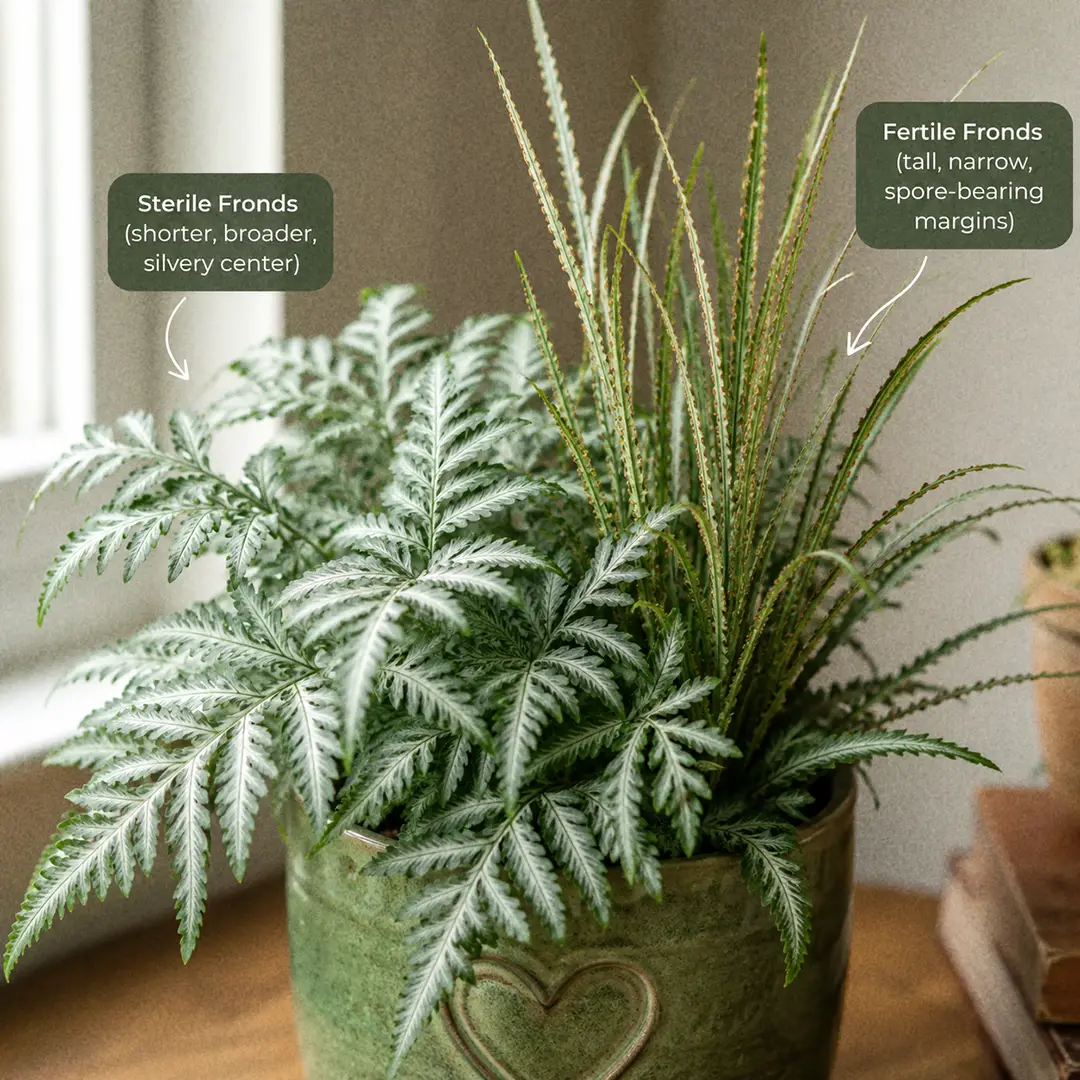 A close-up showing both frond types of a Silver Lace Fern side by side: short, broad sterile fronds with strong silver-white central bands and tall, narrow, almost grass-like fertile fronds, in a green ceramic pot with a heart motif