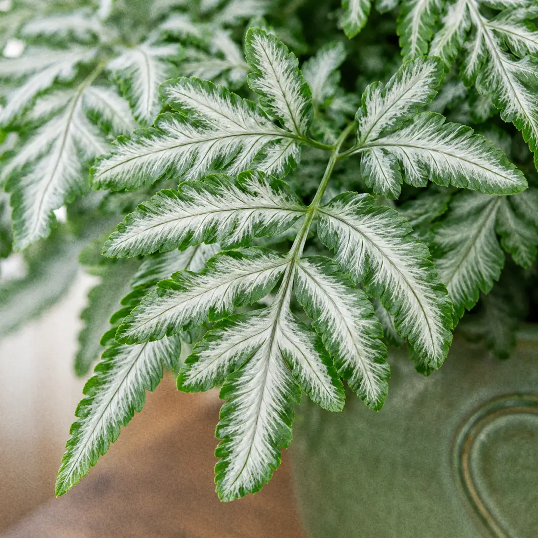 A macro close-up showing the signature silvery-white central stripe running down each finely-cut green leaflet of a Silver Lace Fern, sharp focus on the leaf surface with the variegation pattern clearly visible