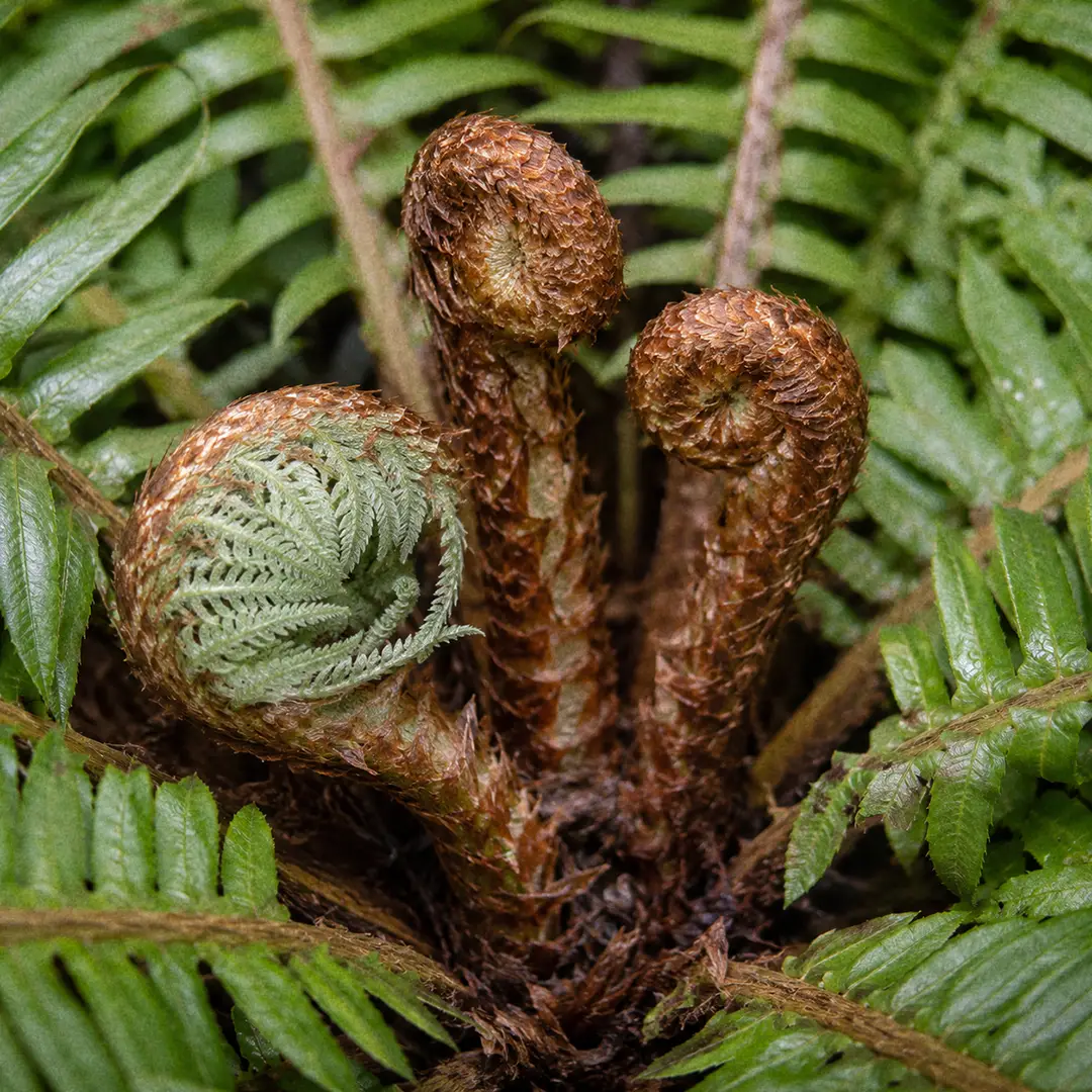 A macro close-up of the crown of a Silver Lady Fern filling the frame, showing three tightly coiled croziers covered in fine rust-brown scales unrolling from the centre of the rosette, one partly opened into a pale silvery green new frond, surrounded by the stalk bases of mature dark green fronds