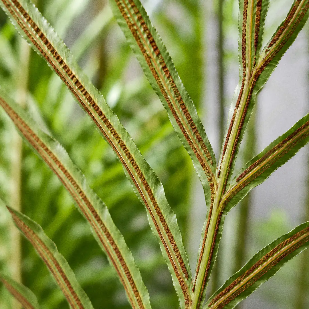 A macro close-up of the underside of a Silver Lady Fern fertile frond filling the frame, showing narrow strap-like leaflets each carrying two continuous rust-brown lines of spores running parallel either side of the pale midrib, sharply focused with softly blurred green foliage behind