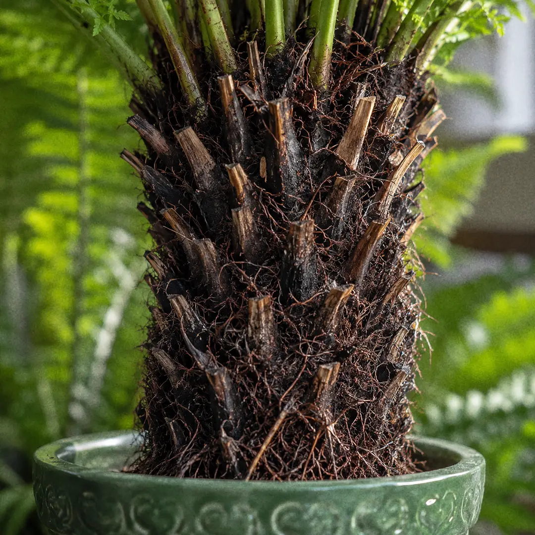 A macro close-up of a Silver Lady Fern trunk filling the frame, showing a slender upright black trunk densely covered in the dark triangular bases of old fronds and a felt of fine wiry brown roots, with green frond stalks emerging from the crown at the top and blurred foliage behind
