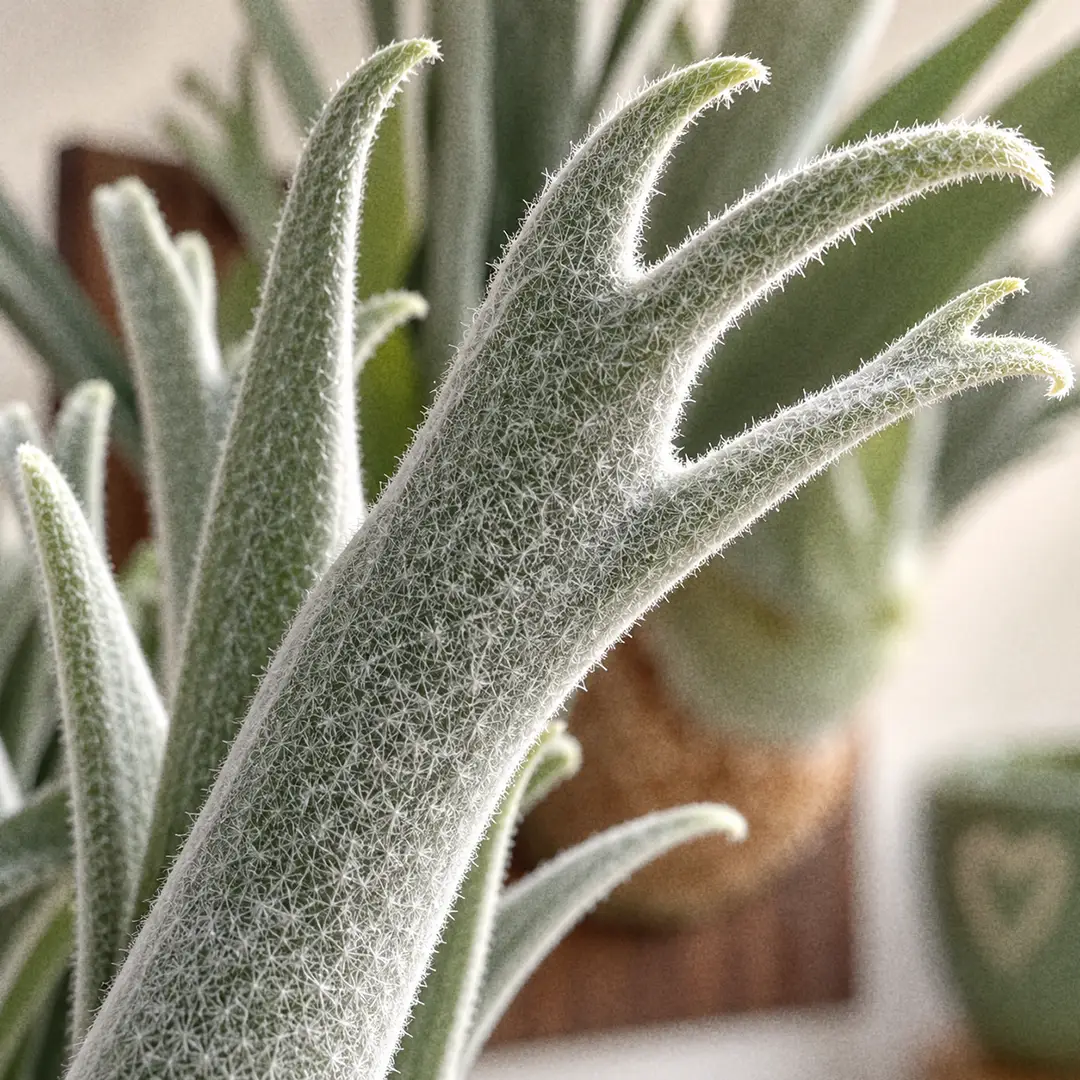 A macro close-up of the tip of a Silver Staghorn Fern fertile frond, showing narrow grey-green lobes covered in a dense coat of tiny white star-shaped hairs that make the frond look silver, with soft window light catching the fuzz and the upright fronds blurred behind