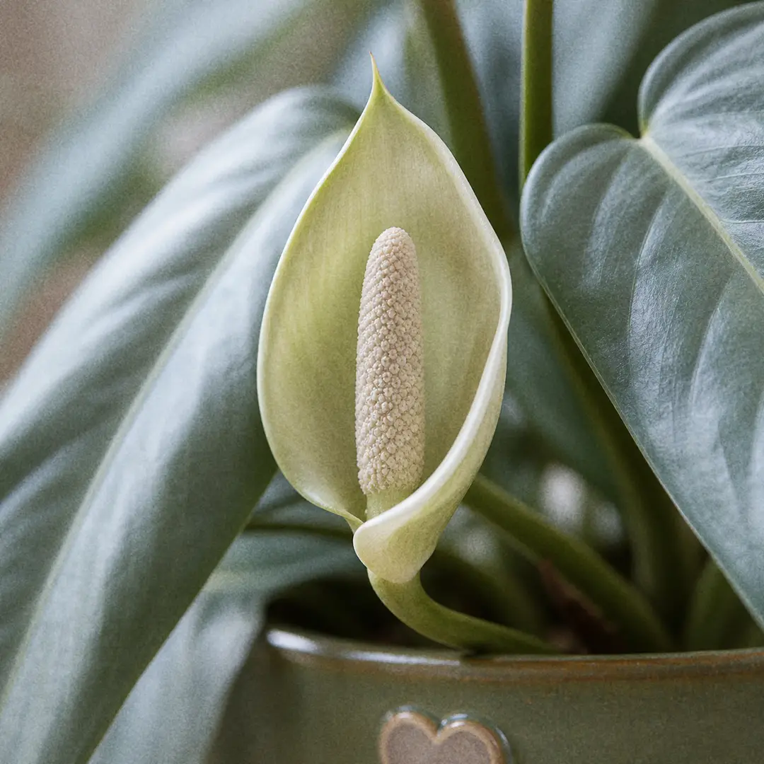 Macro close-up of a rare Silver Sword Philodendron inflorescence with a pale green spathe wrapping a cream spadix, set against blurred silvery-blue foliage