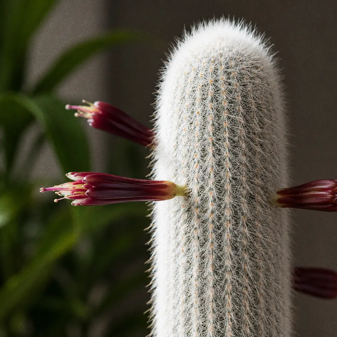 A macro close-up of a Silver Torch Cactus in flower, showing several narrow deep burgundy tubular blooms projecting almost horizontally from the side of the white-spined column, with stamens protruding from the barely opened tips