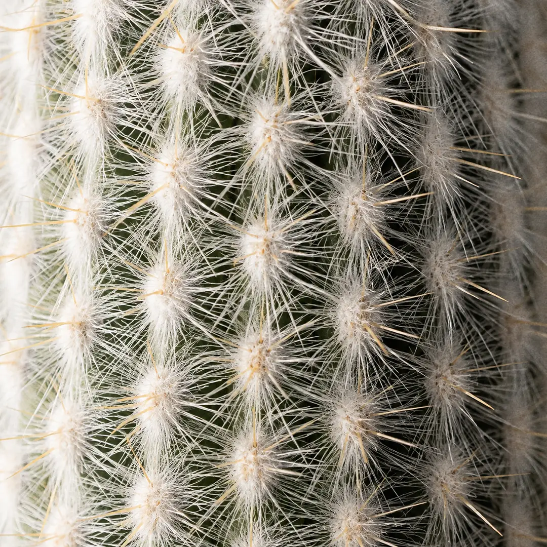 A macro close-up of the surface of a Silver Torch Cactus showing the dense overlapping white radial spines and longer pale yellow central spines emerging from closely spaced areoles along the ribbed green column