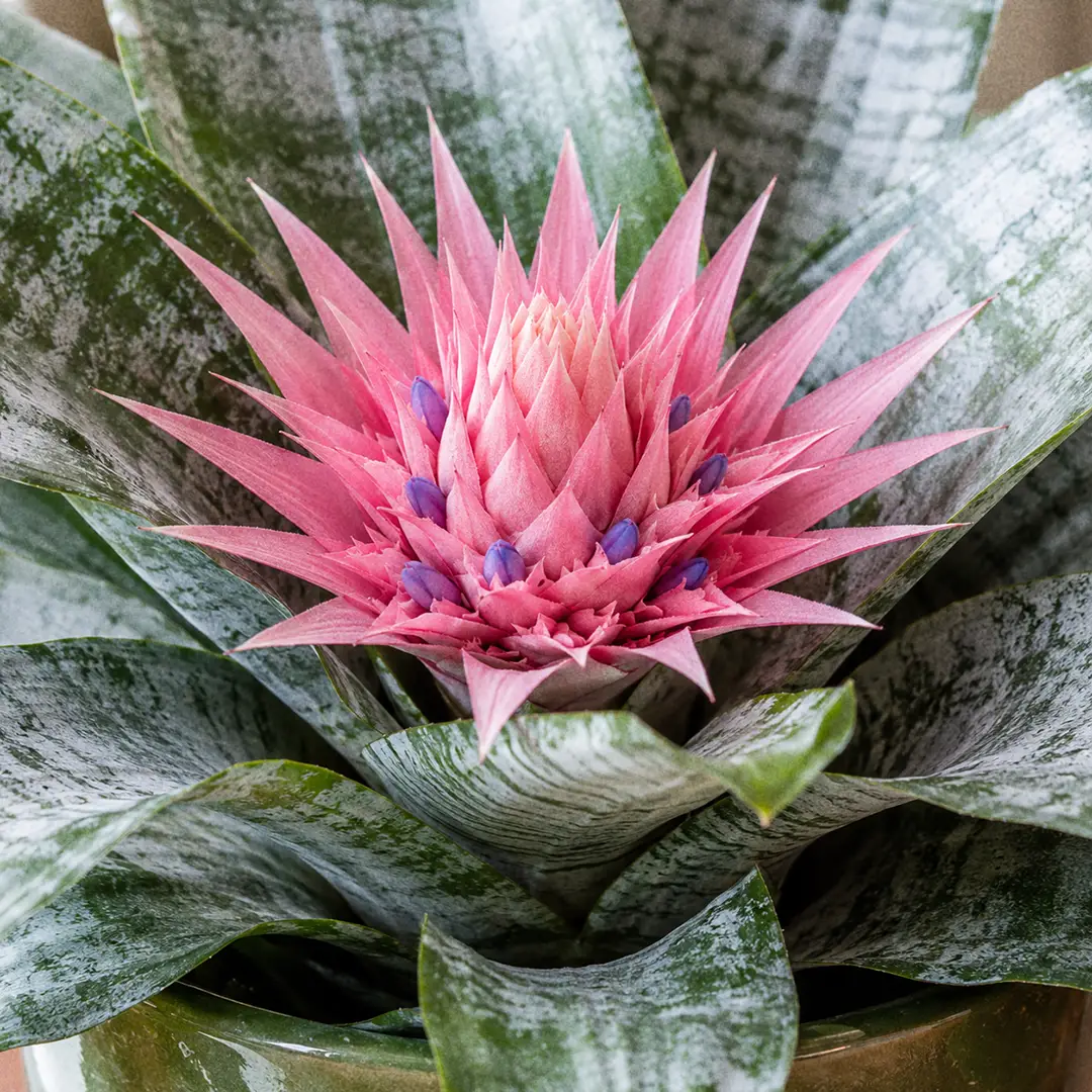 Macro close-up of a Silver Vase Plant inflorescence with a tall hot pink and coral spiky bract surrounded by silver-banded arching leaves, with two or three small lilac-blue true flowers visible along the spike, in a green ceramic pot with a heart motif against a softly lit window