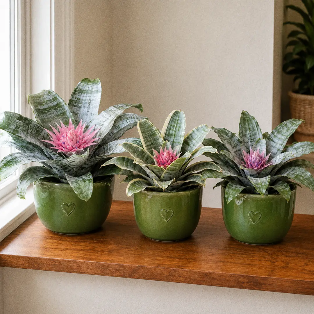 Three Silver Vase Plant relatives side by side on a wooden shelf in matching green ceramic pots with heart motifs: a classic Aechmea fasciata with silver-banded leaves and a hot pink bract, an Aechmea fasciata Primera with crisper leaf banding, and a related Aechmea Blue Rain with deeper green leaves and a violet-pink bract