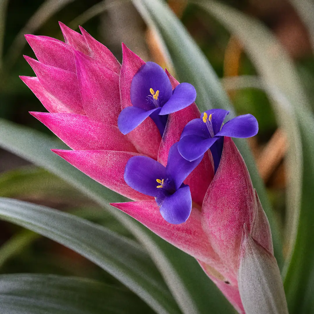 A close-up of a Sky Plant bloom showing a rose-pink flattened bract with deep violet-blue three-petaled flowers opening from it against stiff silvery-green leaves