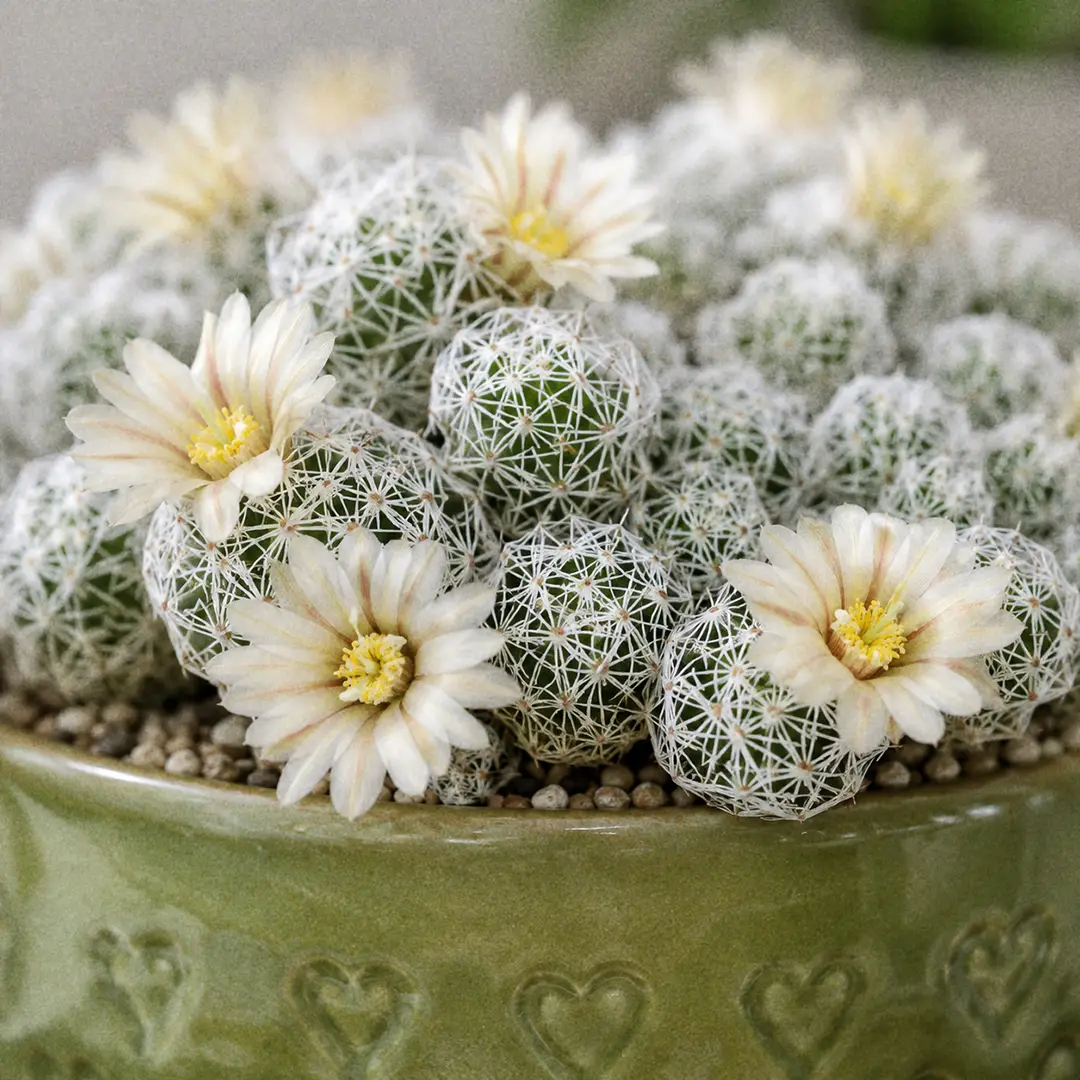 A macro close-up of a Snowball Cactus in bloom, with small creamy white flowers marked by a faint brown midstripe opening in a ring around the top of the thimble-shaped white-spined stems