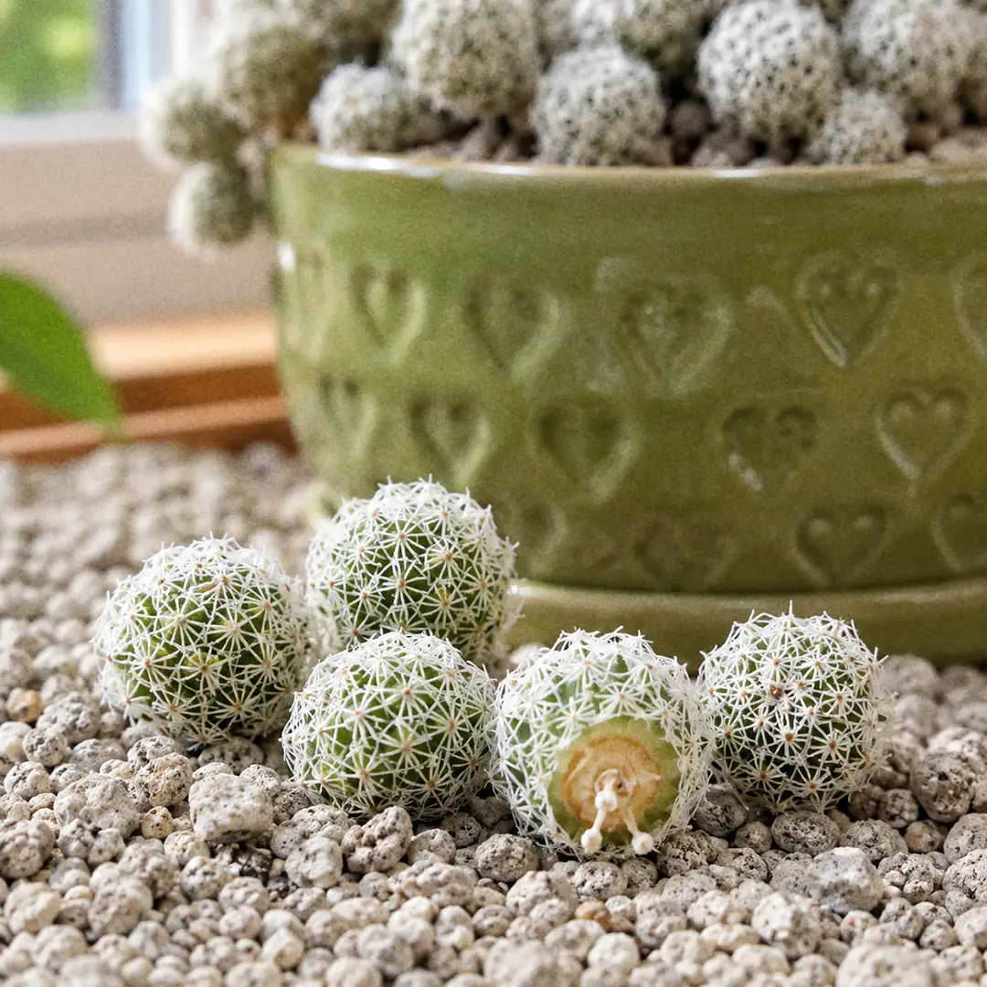 A macro close-up of several detached Snowball Cactus offsets lying on gritty grey soil, each thimble-sized stem covered in fine white spines with a small pale scar where it broke away from the parent clump