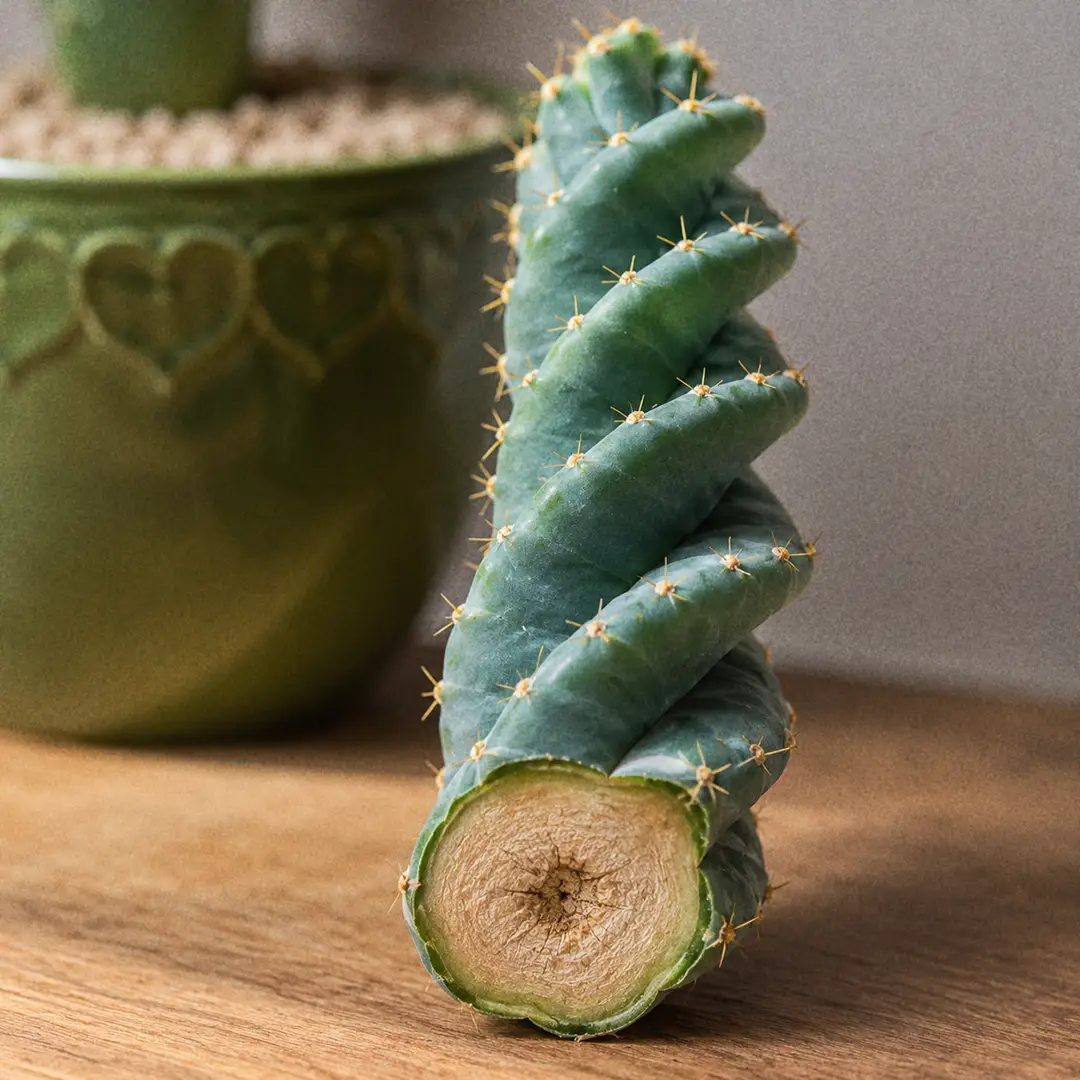 A macro close-up of a Spiral Cactus stem section showing the blue-green waxy skin and the ribs winding helically around the column, with small spines along each rib edge and a callused cut face at the base