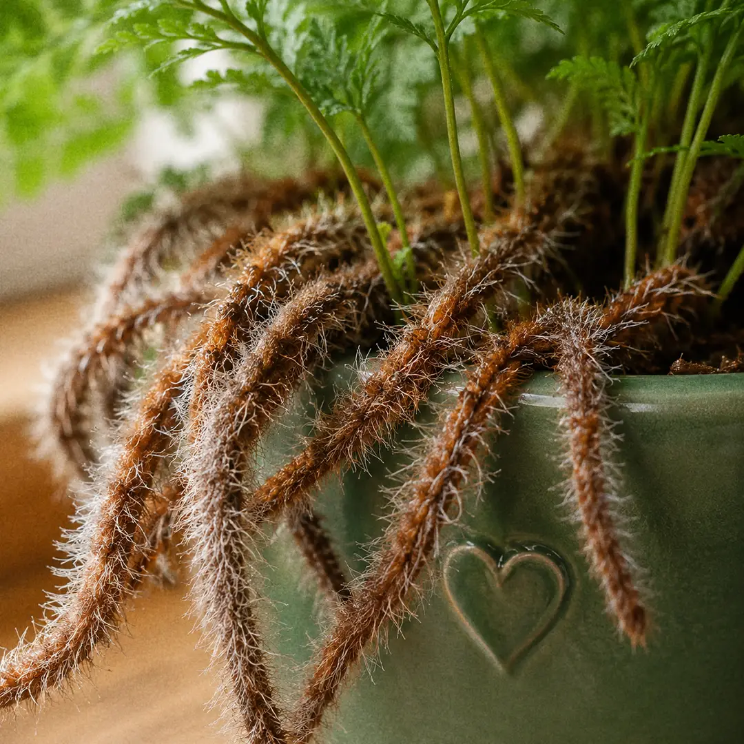 A macro close-up of Squirrel's Foot Fern rhizomes filling the frame, showing slim finger-thick creeping stems densely covered in fine russet-brown and silver hairs, crossing over one another at the rim of a green ceramic pot with a heart motif, with green frond stalks rising from them and softly blurred lacy foliage behind