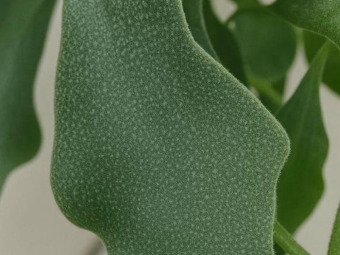Staghorn fern growing with Epsom salt in moss