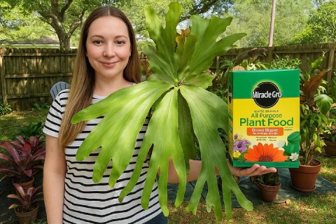 Is Miracle-Gro Good for Staghorn Ferns? A Gardener's Guide