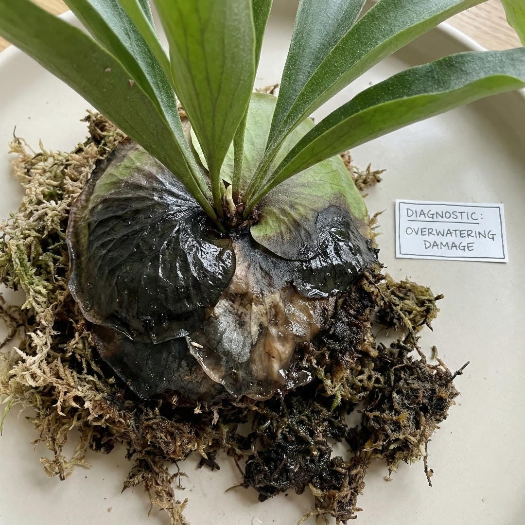 Close-up of a staghorn fern base showing black, mushy spots caused by overwatering and the onset of root rot.