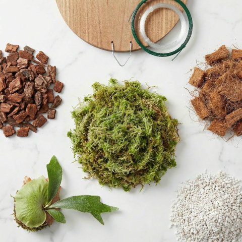 Flat-lay of Staghorn Fern mounting materials: sphagnum moss, orchid bark, coconut coir, and perlite