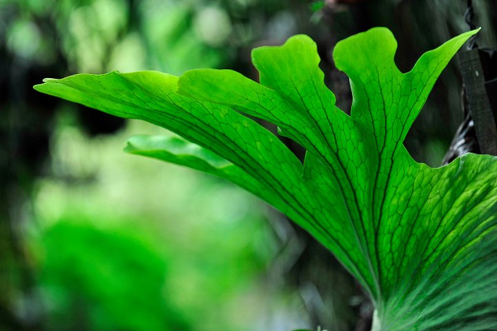 Staghorn Fern