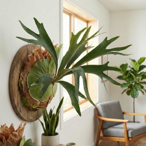 Complete Guide To Staghorn Fern Care and Growth