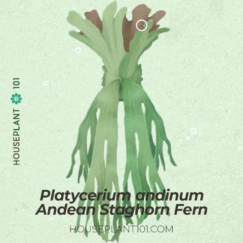 Platycerium andinum (Andean Staghorn Fern) growing in its natural habitat