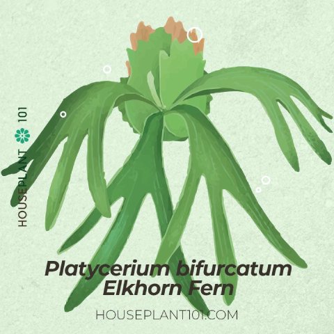 Platycerium bifurcatum (Common Staghorn Fern) with classic forked fronds