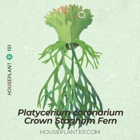 Platycerium coronarium (Crown Staghorn Fern) with long ribbon-like fronds