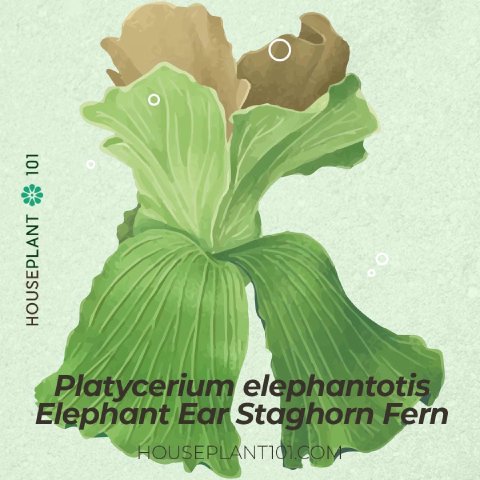 Platycerium elephantotis (Elephant Ear Staghorn Fern) with large shield fronds