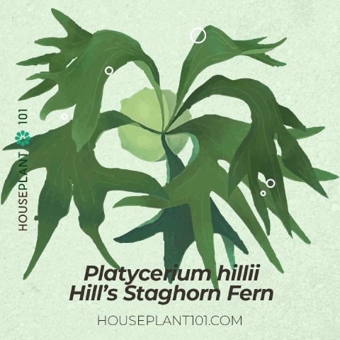 Platycerium hillii (Hill’s Staghorn Fern) with upright fronds