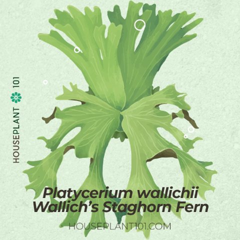 Platycerium wallichii (Wallich’s Staghorn Fern) with long, arching fronds