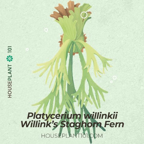 Platycerium willinckii (Willinck’s Staghorn Fern) with deeply forked fronds