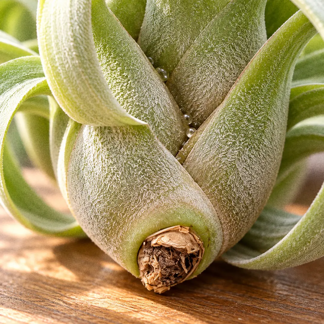 A macro close-up of the swollen hollow pseudobulb base of a Streptophylla Air Plant, showing the tightly curved silvery leaf sheaths that wrap into a bulb and the point where water collects